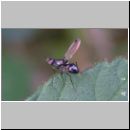 Sepsis cynipsea ~ fulgens - Schwingfliege 03 4mm.jpg